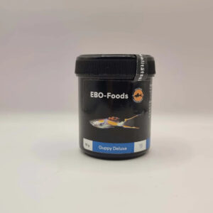 Aquarium Haven – best fish for tanks