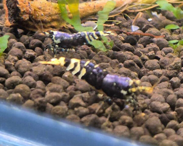 Purple Galaxy Shrimp - Image 2