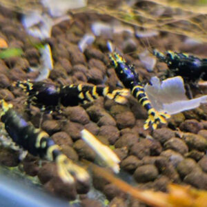 Purple Galaxy Shrimp