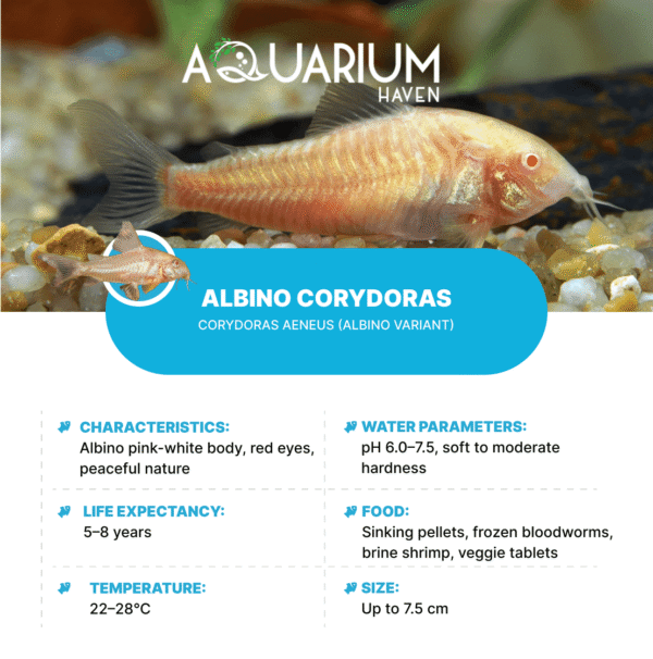 Albino Corydoras 3cm
