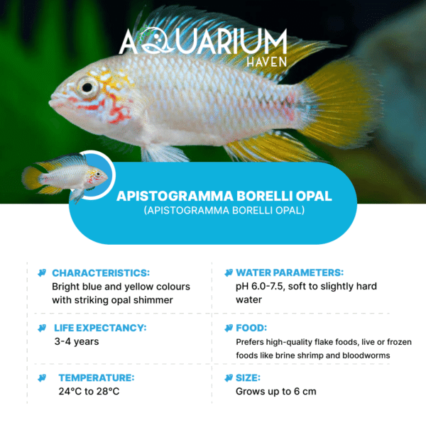 Apistogramma Borelli Opal 3-3.5cm - Image 4