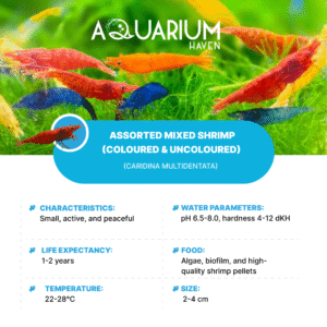 Assorted Mixed Shrimp (coloured & uncoloured)