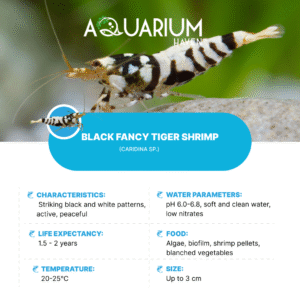 Black Fancy Tiger Shrimp