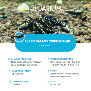 Black Galaxy Tiger