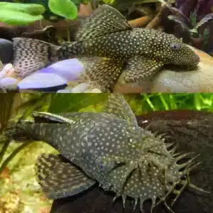 Calico Bristlenose 3/4cm hardy algae eating pleco for community aquariums