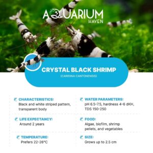 Aquarium Haven stocks vibrant shrimp for freshwater setups.