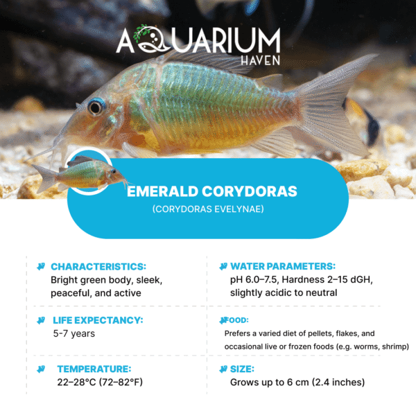 Emerald Corydoras 3-3.5cm - Image 2