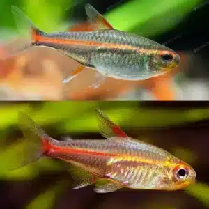 Glowlight Tetra 3.5cm