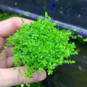 Hemianthus Micranthemoides 'Baby Tears Narrow' Potted