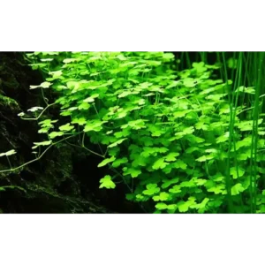 Hydrocotyle Tripartita 'Japan' Mini
