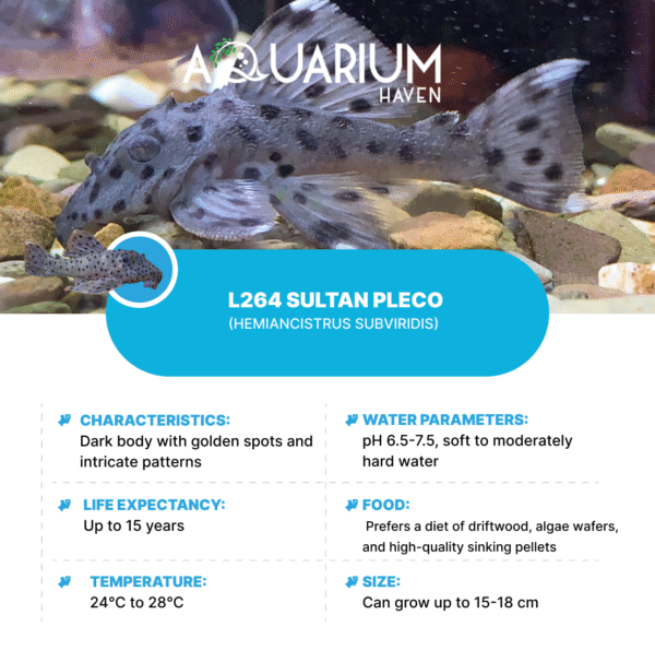 L264 Sultan Pleco