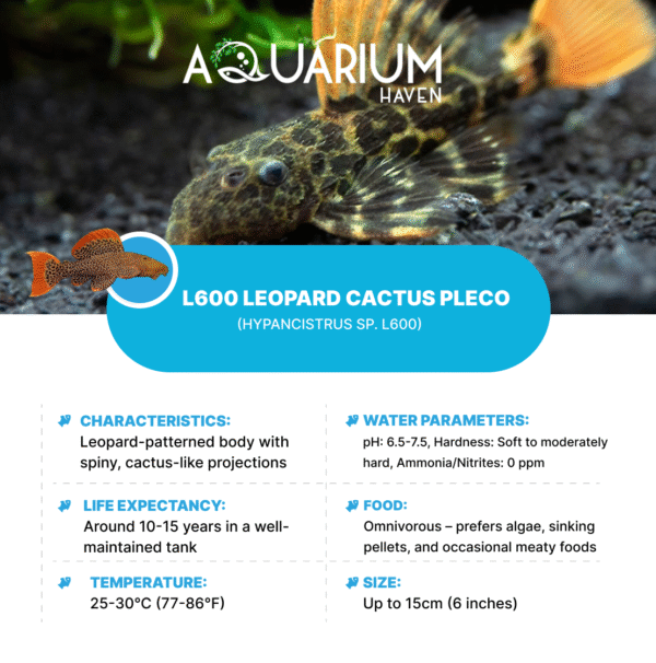 L600 Leopard Cactus Pleco