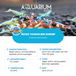 Mixed Taiwan Bee Shrimp