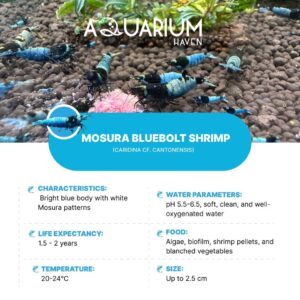 Keep your tank lively with premium shrimps.