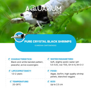 Pure Crystal Black Shrimp
