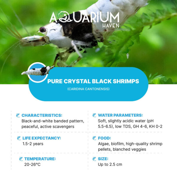 Pure Crystal Black Shrimp
