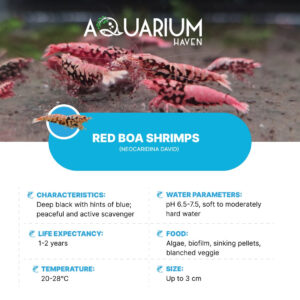 Red BOA Shrimp