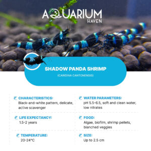 Shadow Panda Shrimp