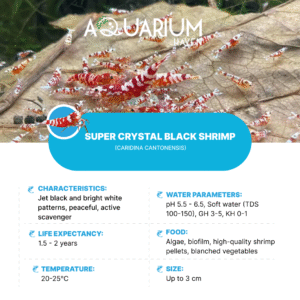 Super Crystal Black Shrimp