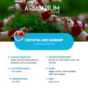 Find hardy shrimps perfect for any aquarium environment.