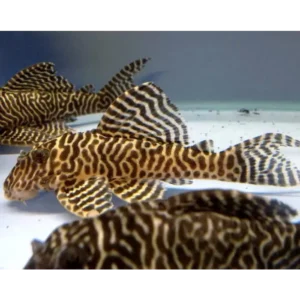 L066 Yellow King Tiger Pleco 3/4cm