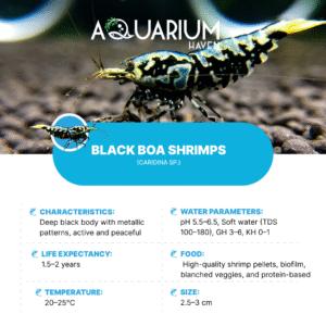 Black BOA Shrimp