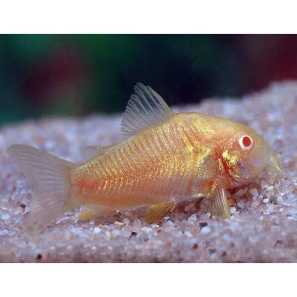 Albino Corydoras 3.5cm