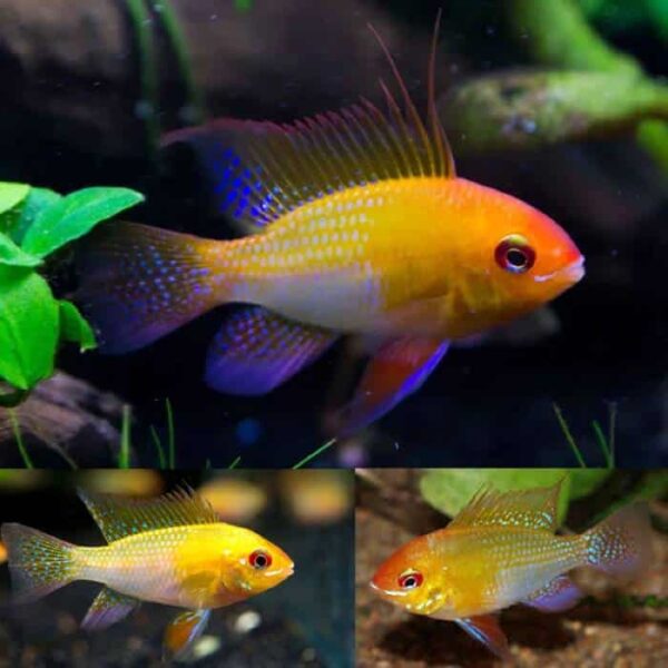 Gold Rams