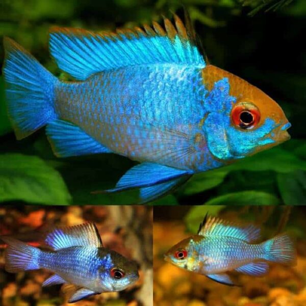 Neon Blue Ram