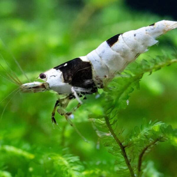 Pure Crystal Black Shrimp