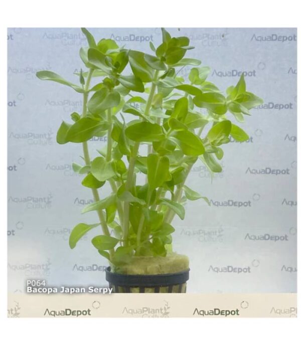 Bacopa serpyllifolia (Bacopa sp. Japan)