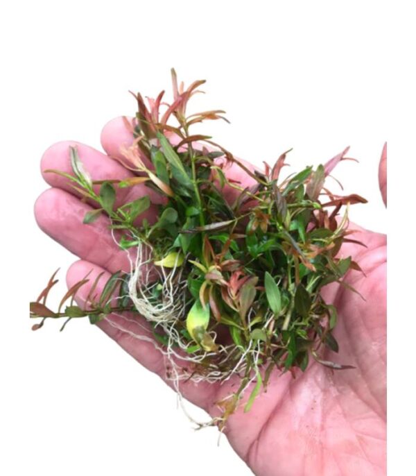 Ludwigia Brevipes