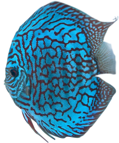 Buy Discus Fish Online