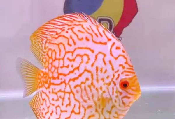 Discus Store Online