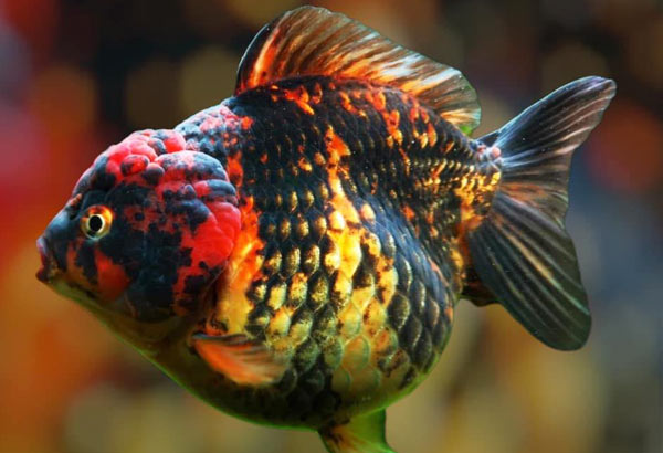 Premium Ornamental Fish-Online