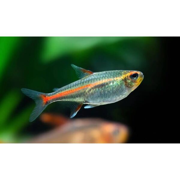 Glowlight Tetra 3.5cm