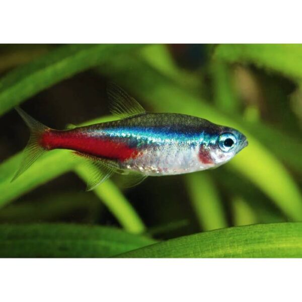 Neon Tetra 2-2.5cm