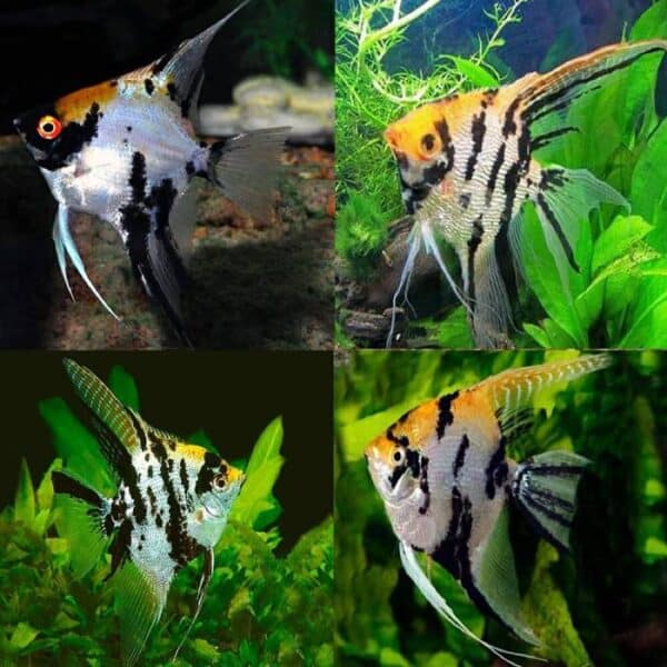 Gold Marble Angelfish