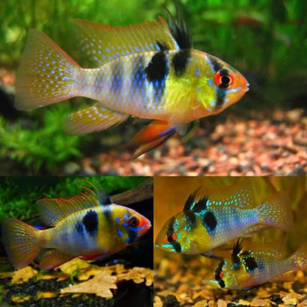 German Blue Ram 3.5cm
