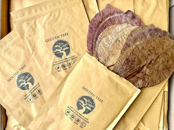 Golden Tree - Premium Indian Almond Leaves