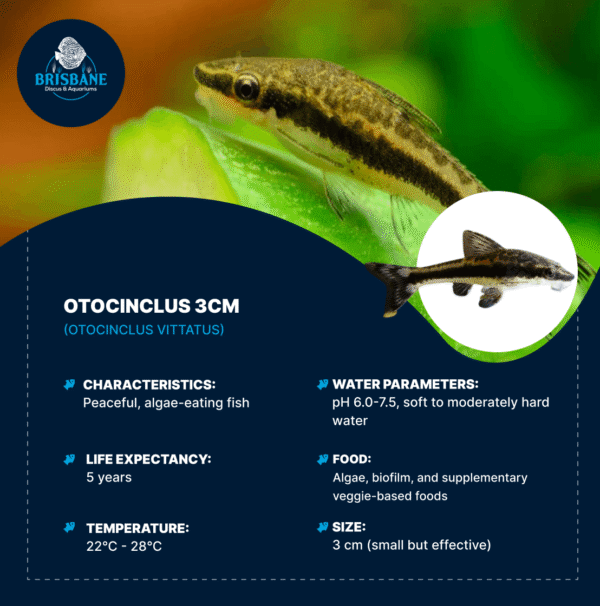 Otocinclus 3cm - Image 2