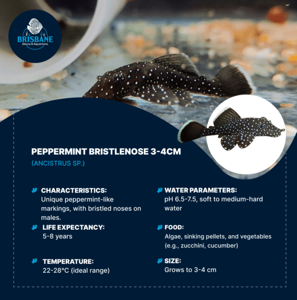 Peppermint Bristlenose 3-4cm - Image 2