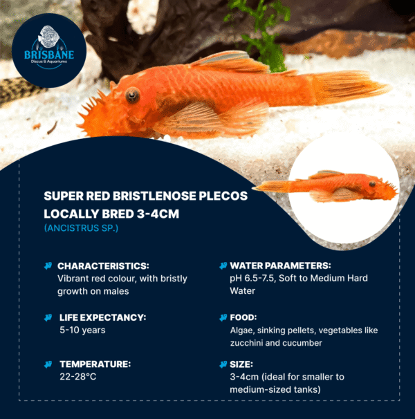 Super Red Bristlenose Plecos Locally Bred 3-4cm - Image 2