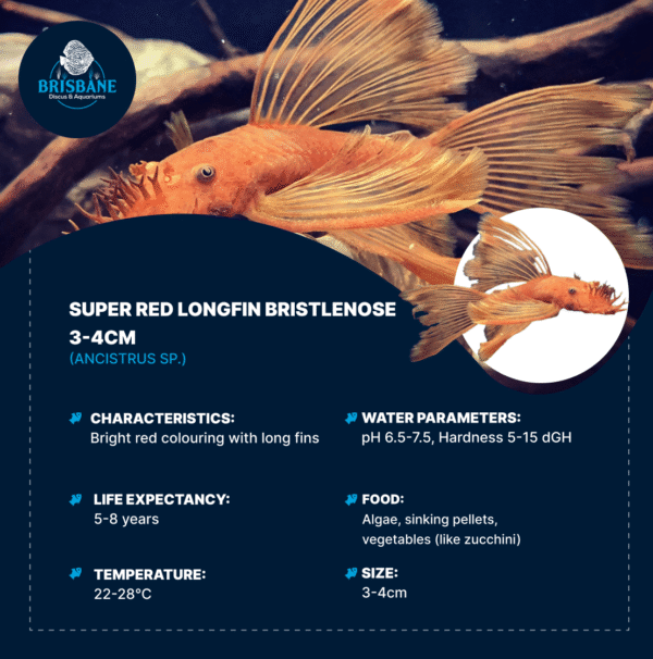 Super Red Longfin Bristlenose 3-4cm - Image 2