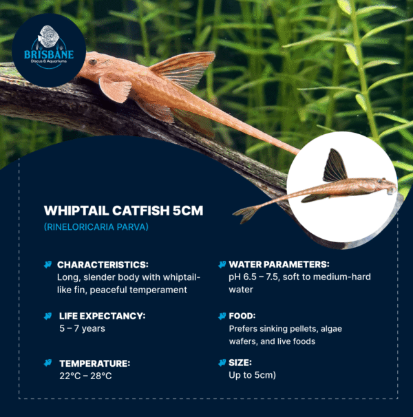 Whiptail Catfish 5cm - Image 2