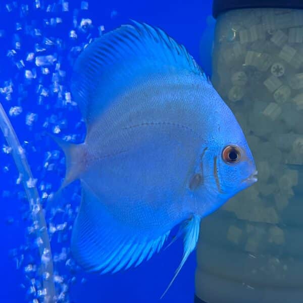 Blue Diamond 8/9cm