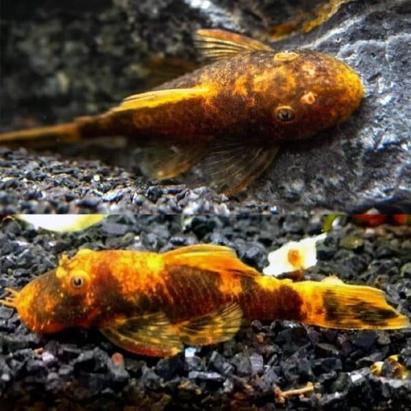 Calico Bristlenose 3/4cm