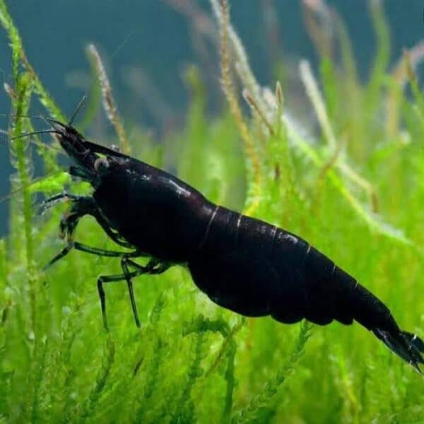 Black Rose Cherry Shrimp
