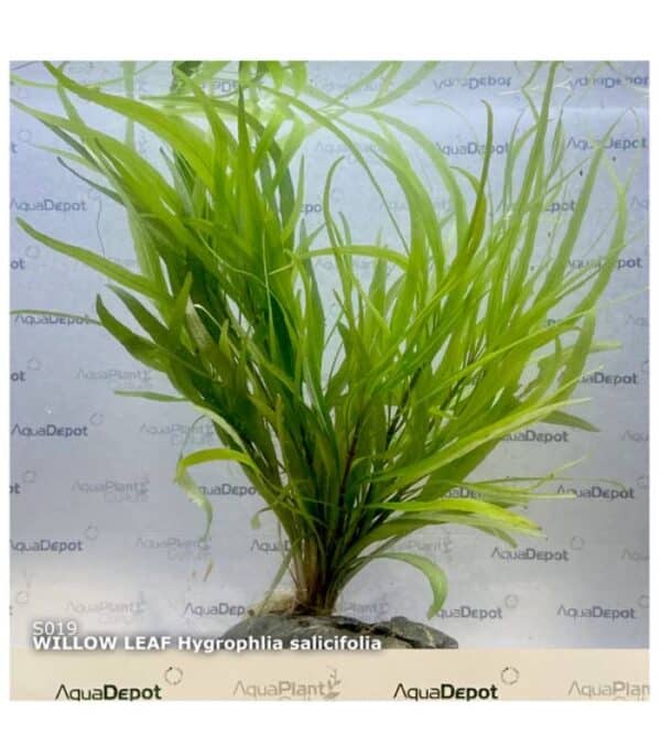 Hygrophila Willow Leaf