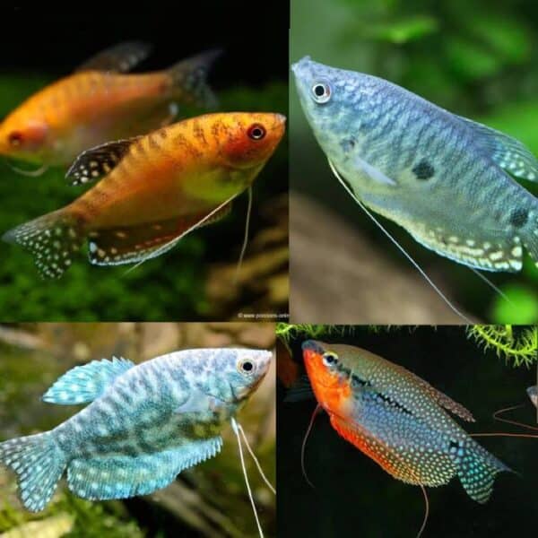 Assorted Gourami 5cm